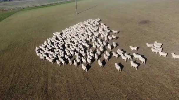 Widok Lotu Ptaka Stado Owiec Farmie South Island Nowa Zelandia — Wideo stockowe