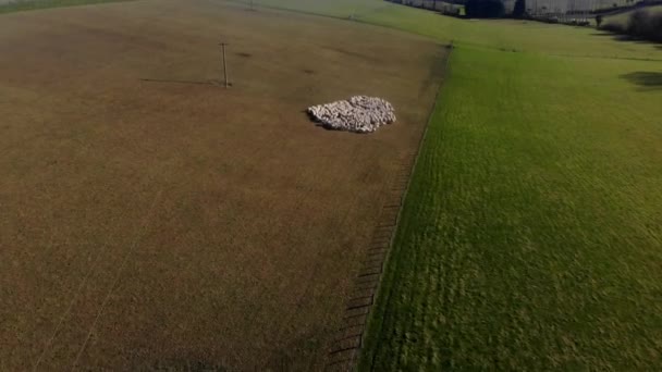 Вид Воздуха Стадо Овец Ферме Южном Острове Новая Зеландия — стоковое видео