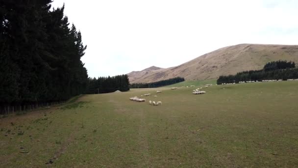 Stado Owiec Farmie South Island Nowa Zelandia — Wideo stockowe