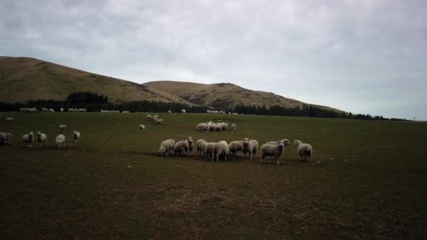 Troupeau Moutons Dans Une Ferme Île Sud Nouvelle Zélande — Video