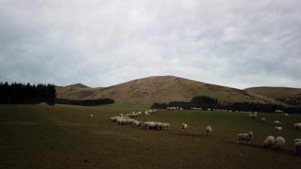 Una Manada Ovejas Una Granja South Island Nueva Zelanda — Vídeos de Stock