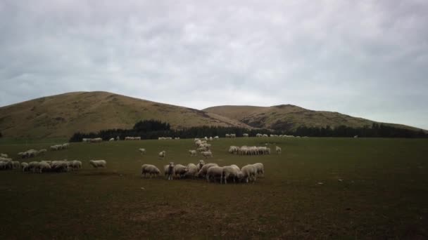 Стадо Овец Ферме Южном Острове Новая Зеландия — стоковое видео