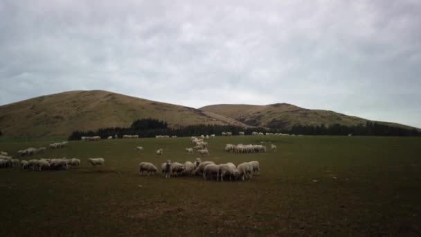 Fårhjord Gård Sydön Nya Zeeland — Stockvideo