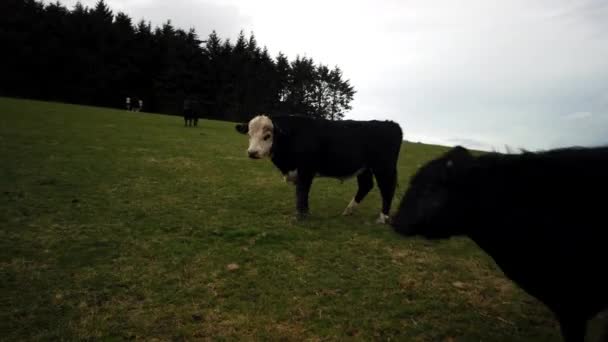 ニュージーランド牛 牧場での牛の放牧 — ストック動画