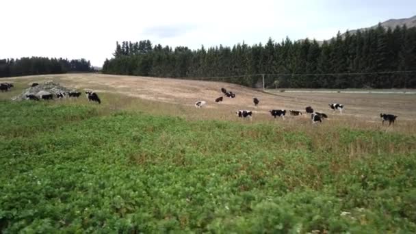 Nueva Zelanda Ganado Vaca Pastando Granja — Vídeos de Stock