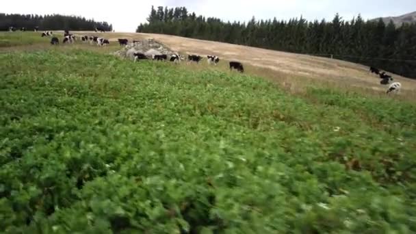 Nueva Zelanda Ganado Vaca Pastando Granja — Vídeos de Stock