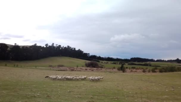 Güney Adası Yeni Zelanda Daki Bir Çiftlikte Koyun Sürüsü — Stok video