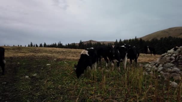Bovinos Vacas Neozelandeses Pastando Fazenda — Vídeo de Stock