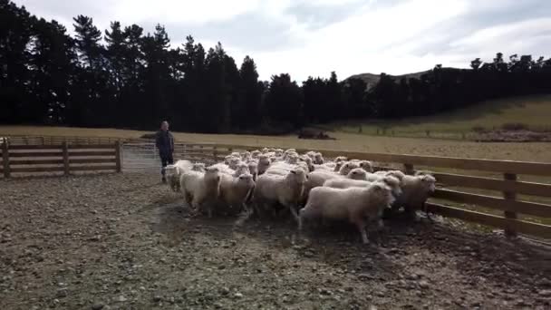 Rebanho Ovelhas Uma Fazenda South Island Nova Zelândia — Vídeo de Stock