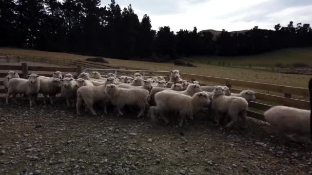 Stádo Ovcí Farmě Jižním Ostrově Nový Zéland — Stock video