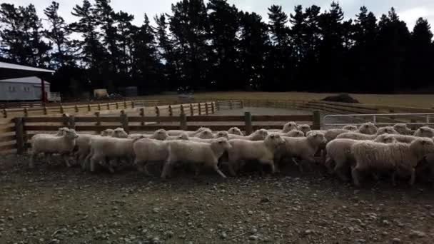 Rebanho Ovelhas Uma Fazenda South Island Nova Zelândia — Vídeo de Stock