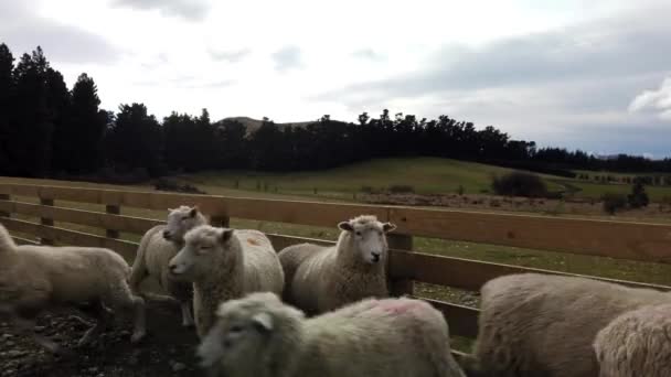 Rebanho Ovelhas Uma Fazenda South Island Nova Zelândia — Vídeo de Stock