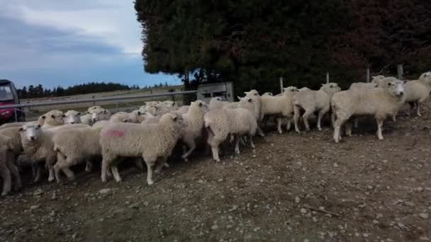 Güney Adası Yeni Zelanda Daki Bir Çiftlikte Koyun Sürüsü — Stok video