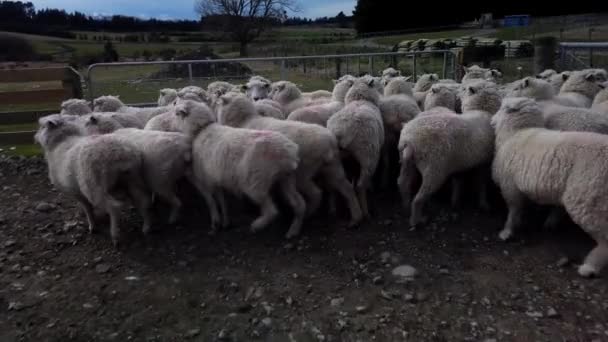 Una Manada Ovejas Una Granja South Island Nueva Zelanda — Vídeo de stock