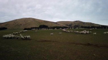 Güney Adası, Yeni Zelanda 'daki bir çiftlikte koyun sürüsü.