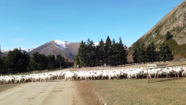 Güney Adası Yeni Zelanda Daki Bir Çiftlikte Koyun Sürüsü — Stok video