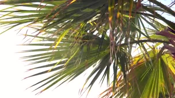 Filmisk Bild Palm Och Datum Träd Blad Svajar Vinden — Stockvideo