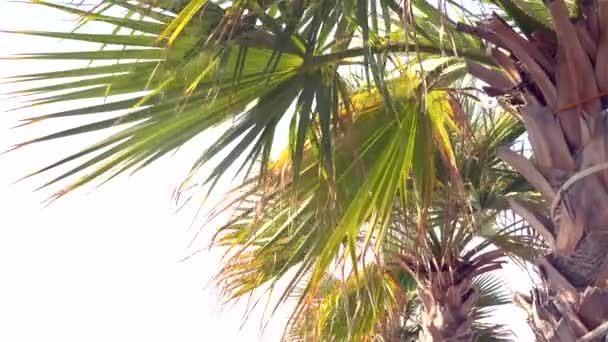 Zdjęcia Palmy Liści Daktyli Kołyszą Się Przez Wiatr — Wideo stockowe