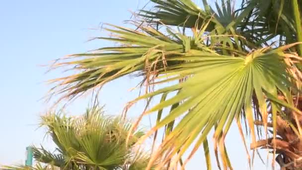 Cinematische Opname Van Een Palm Dadelboom Bladeren Zwaaien Door Wind — Stockvideo