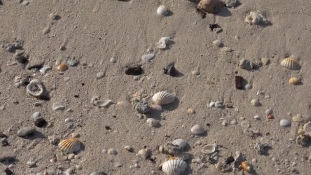 Cuplikan Sinematik Kerang Laut Pantai Berpasir Bersih — Stok Video