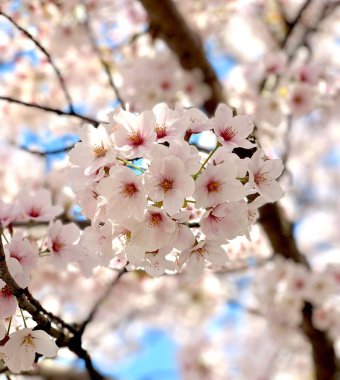 Seul, Kore 'de İlkbaharda Kiraz Çiçekleri, Sakura mevsimi, seçici odaklanma