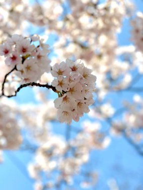 Seul, Kore 'de İlkbaharda Kiraz Çiçekleri, Sakura mevsimi, seçici odaklanma