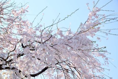 Seul, Kore 'de İlkbaharda Kiraz Çiçekleri, Sakura mevsimi, seçici odaklanma