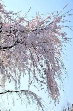 Seul, Kore 'de İlkbaharda Kiraz Çiçekleri, Sakura mevsimi, seçici odaklanma