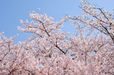 Seul, Kore 'de İlkbaharda Kiraz Çiçekleri, Sakura mevsimi, seçici odaklanma