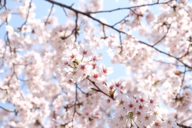 Seul, Kore 'de İlkbaharda Kiraz Çiçekleri, Sakura mevsimi, seçici odaklanma