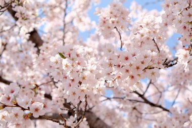 Seul, Kore 'de İlkbaharda Kiraz Çiçekleri, Sakura mevsimi, seçici odaklanma