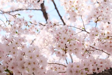 Seul, Kore 'de İlkbaharda Kiraz Çiçekleri, Sakura mevsimi, seçici odaklanma