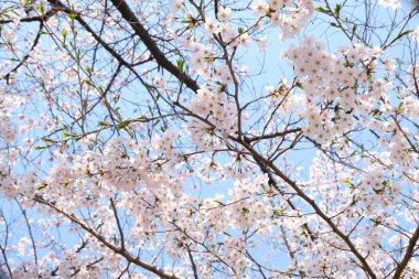 Seul, Kore 'de İlkbaharda Kiraz Çiçekleri, Sakura mevsimi, seçici odaklanma