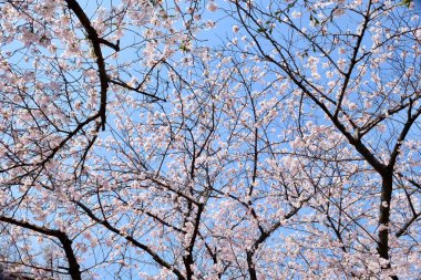 Seul, Kore 'de İlkbaharda Kiraz Çiçekleri, Sakura mevsimi, seçici odaklanma