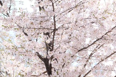 Seul, Kore 'de İlkbaharda Kiraz Çiçekleri, Sakura mevsimi, seçici odaklanma