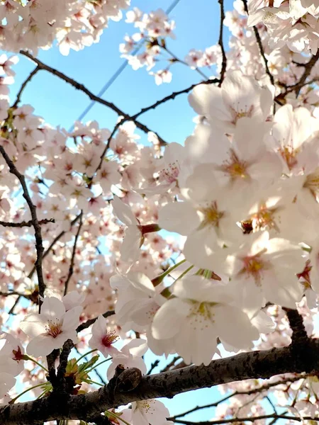 Cseresznyevirág Tavasszal Szöulban Koreában Sakura Szezonban Szelektív Fókusz — Stock Fotó