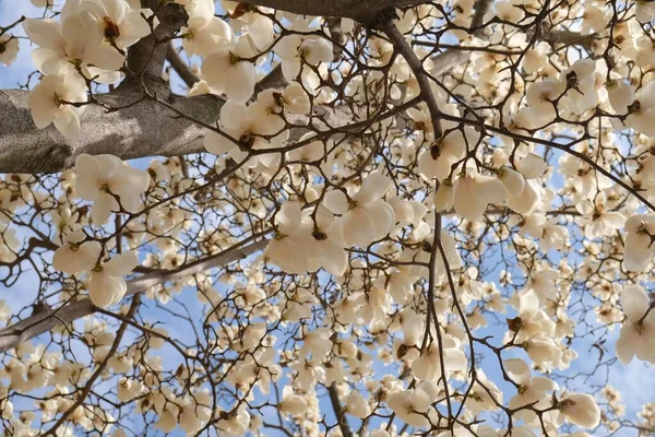 Třešňové Květy Během Jara Soulu Korea Sezóna Sakura Selektivní Zaměření — Stock fotografie
