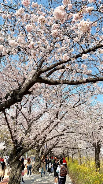 Fleurs Cerisier Printemps Séoul Corée Saison Sakura Focus Sélectif — Photo