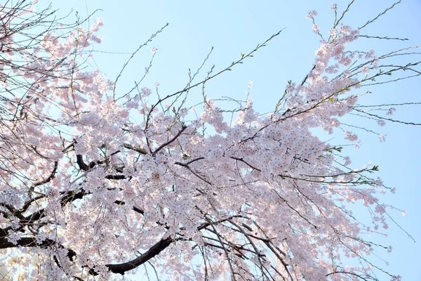 Cherry Blossoms Κατά Διάρκεια Της Άνοιξης Στη Σεούλ Κορέα Εποχή — Φωτογραφία Αρχείου