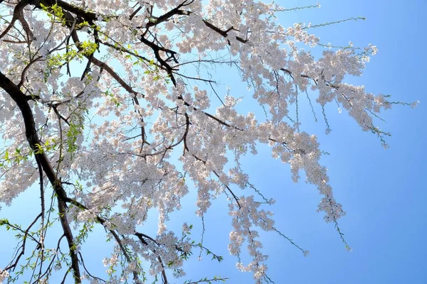 Cherry Blossoms Κατά Διάρκεια Της Άνοιξης Στη Σεούλ Κορέα Εποχή — Φωτογραφία Αρχείου