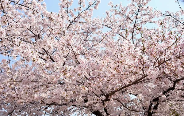 Cseresznyevirág Tavasszal Szöulban Koreában Sakura Szezonban Szelektív Fókusz — Stock Fotó