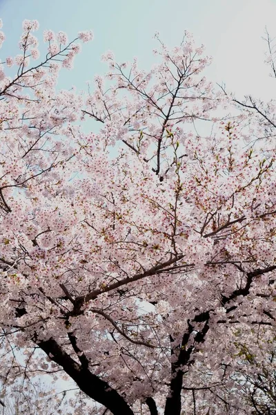 Fleurs Cerisier Printemps Séoul Corée Saison Sakura Focus Sélectif — Photo