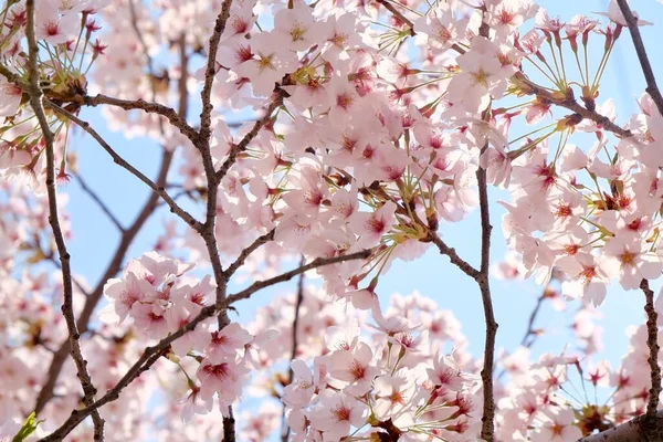 Cherry Blossoms Κατά Διάρκεια Της Άνοιξης Στη Σεούλ Κορέα Εποχή — Φωτογραφία Αρχείου