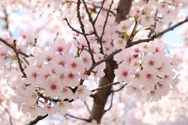 Cseresznyevirág Tavasszal Szöulban Koreában Sakura Szezonban Szelektív Fókusz — Stock Fotó