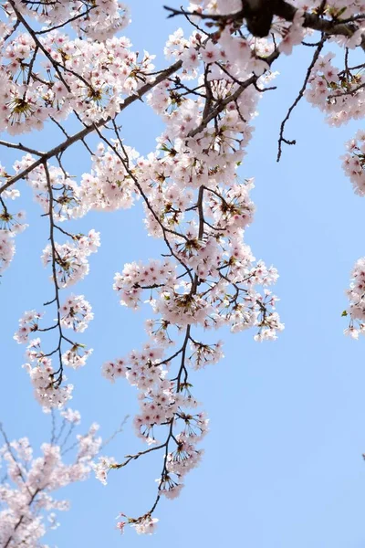 Cherry Blossoms Κατά Διάρκεια Της Άνοιξης Στη Σεούλ Κορέα Εποχή — Φωτογραφία Αρχείου