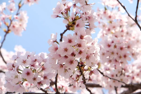 Cseresznyevirág Tavasszal Szöulban Koreában Sakura Szezonban Szelektív Fókusz — Stock Fotó