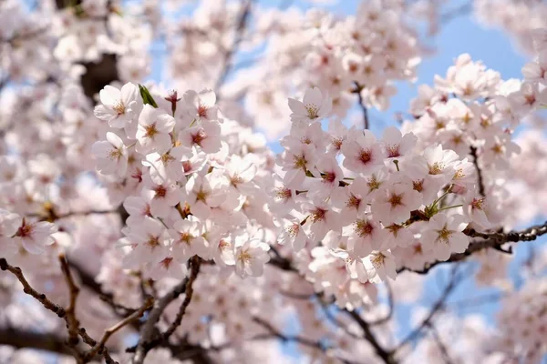 Cherry Blossoms Κατά Διάρκεια Της Άνοιξης Στη Σεούλ Κορέα Εποχή — Φωτογραφία Αρχείου