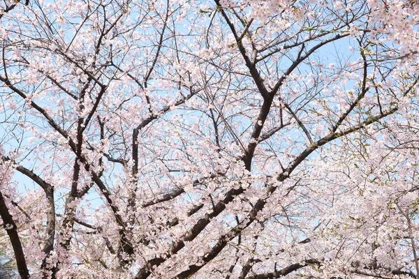 Fiori Ciliegio Durante Primavera Seoul Corea Stagione Sakura Focus Selettivo — Foto Stock