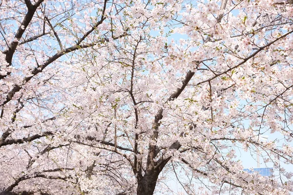 Cherry Blossoms Κατά Διάρκεια Της Άνοιξης Στη Σεούλ Κορέα Εποχή — Φωτογραφία Αρχείου