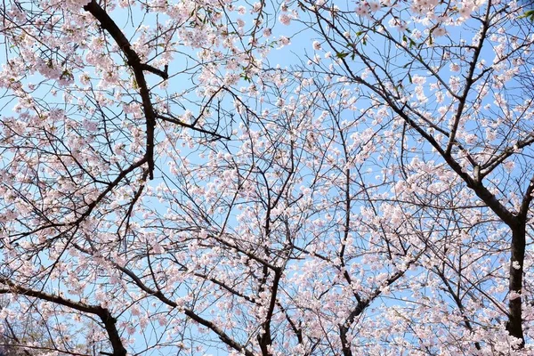 Fleurs Cerisier Printemps Séoul Corée Saison Sakura Focus Sélectif — Photo